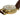 20260607 ☆ Links of London Gold Brown Stainless Steel Calfskin Automatic Watch 金色啡色不鏽鋼小牛皮自動手錶-267012863